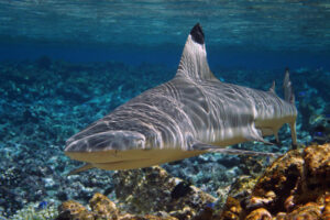cá mập cảnh nước mặn
